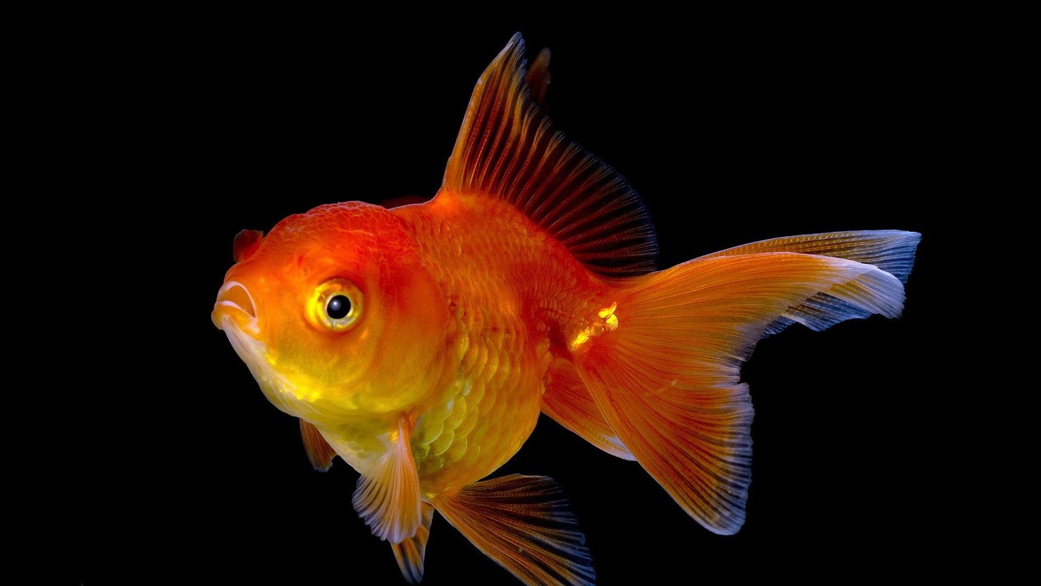 ЗОЛОТАЯ РЫБКА