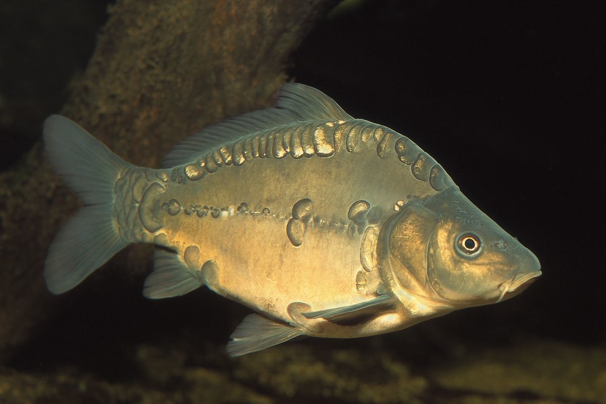 Зеркальный карп